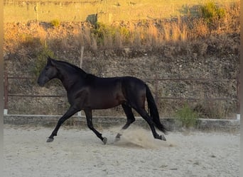 PRE Croisé, Étalon, 15 Ans, 160 cm, Noir