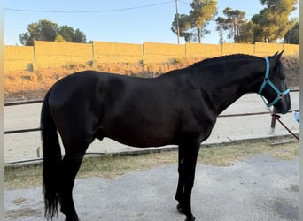 PRE Croisé, Étalon, 15 Ans, 160 cm, Noir