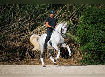 PRE Croisé, Étalon, 15 Ans, 162 cm, Blanc