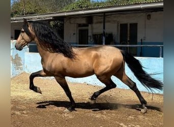 PRE Croisé, Étalon, 15 Ans, 164 cm, Overo-toutes couleurs