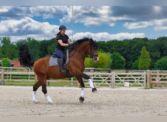 PRE, Étalon, 15 Ans, 172 cm, Bai cerise