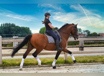 PRE, Étalon, 15 Ans, 172 cm, Bai cerise