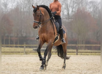 PRE Croisé, Étalon, 16 Ans, 173 cm, Bai