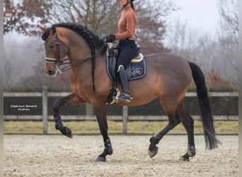 PRE Croisé, Étalon, 16 Ans, 173 cm, Bai