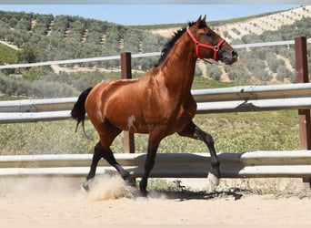 PRE, Étalon, 17 Ans, 165 cm, Bai