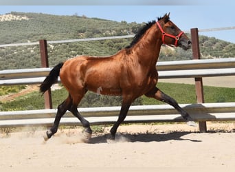 PRE, Étalon, 17 Ans, 165 cm, Bai