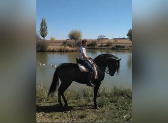 PRE Croisé, Étalon, 18 Ans, Noir
