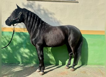 PRE Croisé, Étalon, 18 Ans, Noir