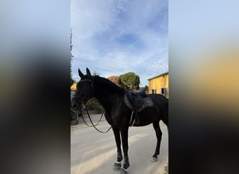 PRE, Étalon, 19 Ans, 168 cm, Noir