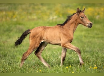 PRE, Étalon, 1 Année, 140 cm, Buckskin