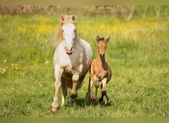 PRE, Étalon, 1 Année, 140 cm, Buckskin