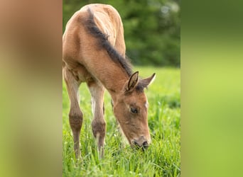 PRE, Étalon, 1 Année, 140 cm, Buckskin