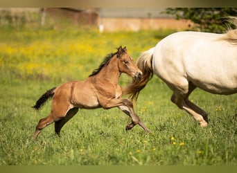 PRE, Étalon, 1 Année, 140 cm, Buckskin