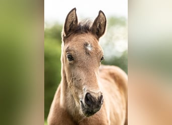 PRE, Étalon, 1 Année, 140 cm, Buckskin