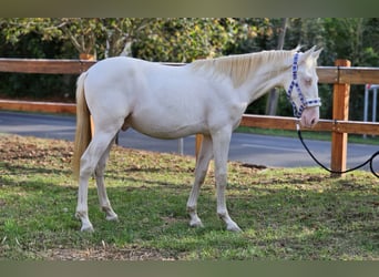 PRE Croisé, Étalon, 1 Année, 142 cm, Perlino