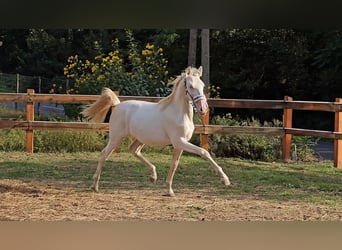 PRE Croisé, Étalon, 1 Année, 142 cm, Perlino