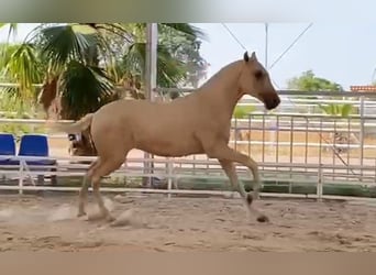 PRE Croisé, Étalon, 1 Année, 151 cm, Palomino