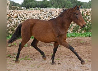 PRE Croisé, Étalon, 1 Année, 152 cm, Bai