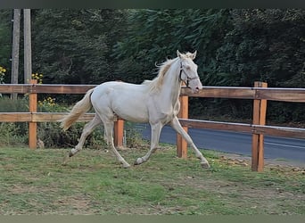 PRE Croisé, Étalon, 1 Année, 152 cm, Perlino
