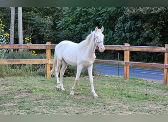PRE Croisé, Étalon, 1 Année, 152 cm, Perlino