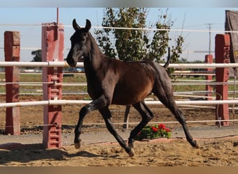 PRE, Étalon, 1 Année, 155 cm