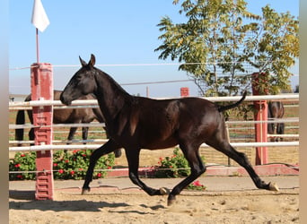 PRE, Étalon, 1 Année, 155 cm