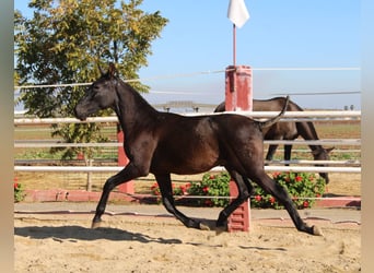 PRE Croisé, Étalon, 1 Année, 155 cm, Noir