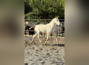 PRE, Étalon, 1 Année, 155 cm, Perlino