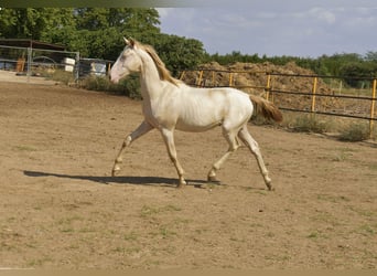 PRE Croisé, Étalon, 1 Année, 155 cm, Perlino