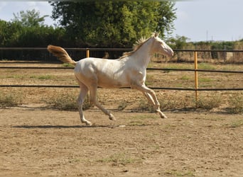 PRE Croisé, Étalon, 1 Année, 155 cm, Perlino