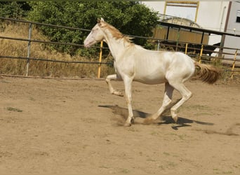 PRE Croisé, Étalon, 1 Année, 155 cm, Perlino