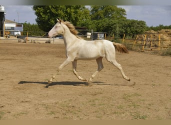 PRE Croisé, Étalon, 1 Année, 155 cm, Perlino