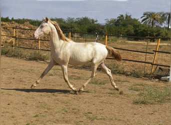 PRE Croisé, Étalon, 1 Année, 155 cm, Perlino