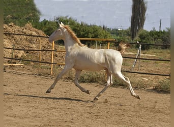 PRE Croisé, Étalon, 1 Année, 155 cm, Perlino