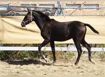 PRE, Étalon, 1 Année, 157 cm, Noir