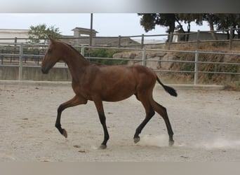 PRE Croisé, Étalon, 1 Année, 159 cm