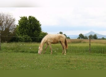 PRE Croisé, Étalon, 1 Année, 159 cm, Perlino