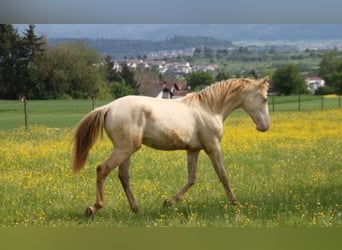 PRE Croisé, Étalon, 1 Année, 159 cm, Perlino