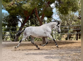 PRE, Étalon, 1 Année, 160 cm, Champagne