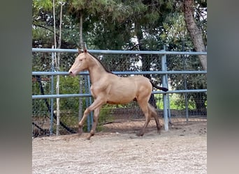 PRE, Étalon, 1 Année, 160 cm, Champagne