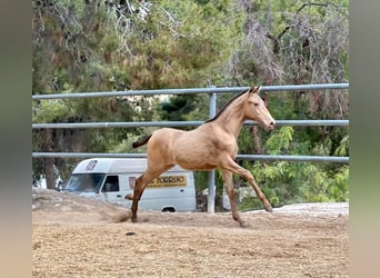 PRE, Étalon, 1 Année, 160 cm, Champagne