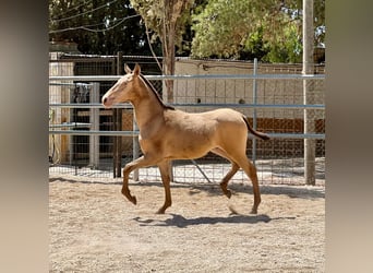 PRE, Étalon, 1 Année, 160 cm, Champagne