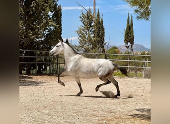 PRE, Étalon, 1 Année, 160 cm, Champagne