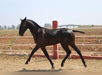 PRE, Étalon, 1 Année, 160 cm, Noir