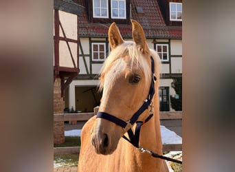 PRE, Étalon, 1 Année, 160 cm, Palomino
