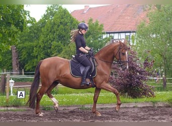 PRE, Étalon, 1 Année, 160 cm, Palomino