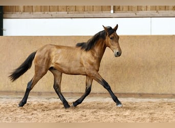 PRE Croisé, Étalon, 1 Année, 162 cm, Bai