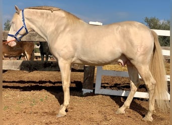 PRE Croisé, Étalon, 1 Année, 162 cm, Buckskin