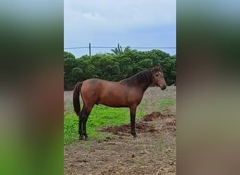 PRE Croisé, Étalon, 1 Année, 162 cm, Buckskin