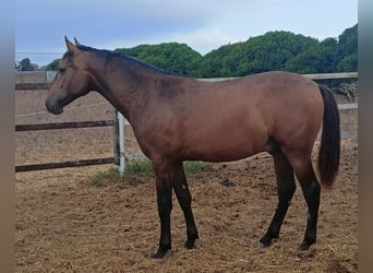 PRE Croisé, Étalon, 1 Année, 162 cm, Buckskin